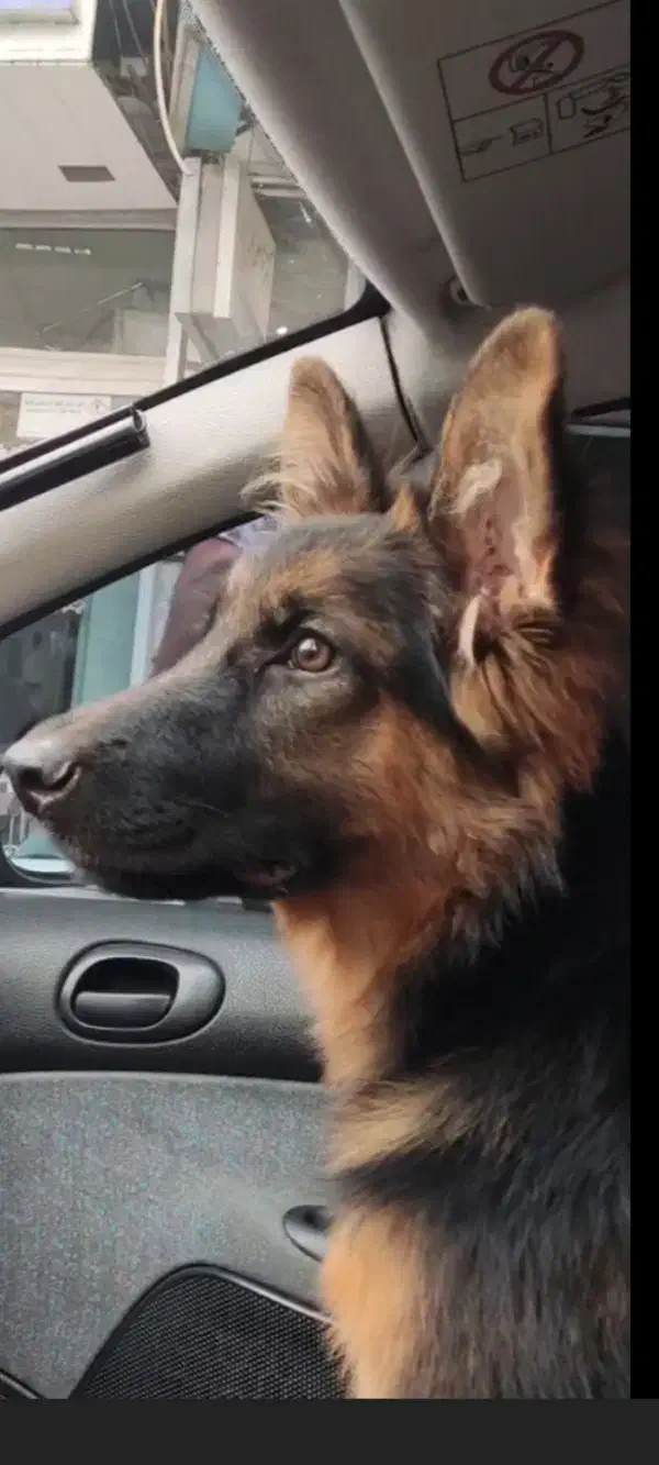 ژرمن شپهرد|سگ|سرخنکلاته, |دیوار