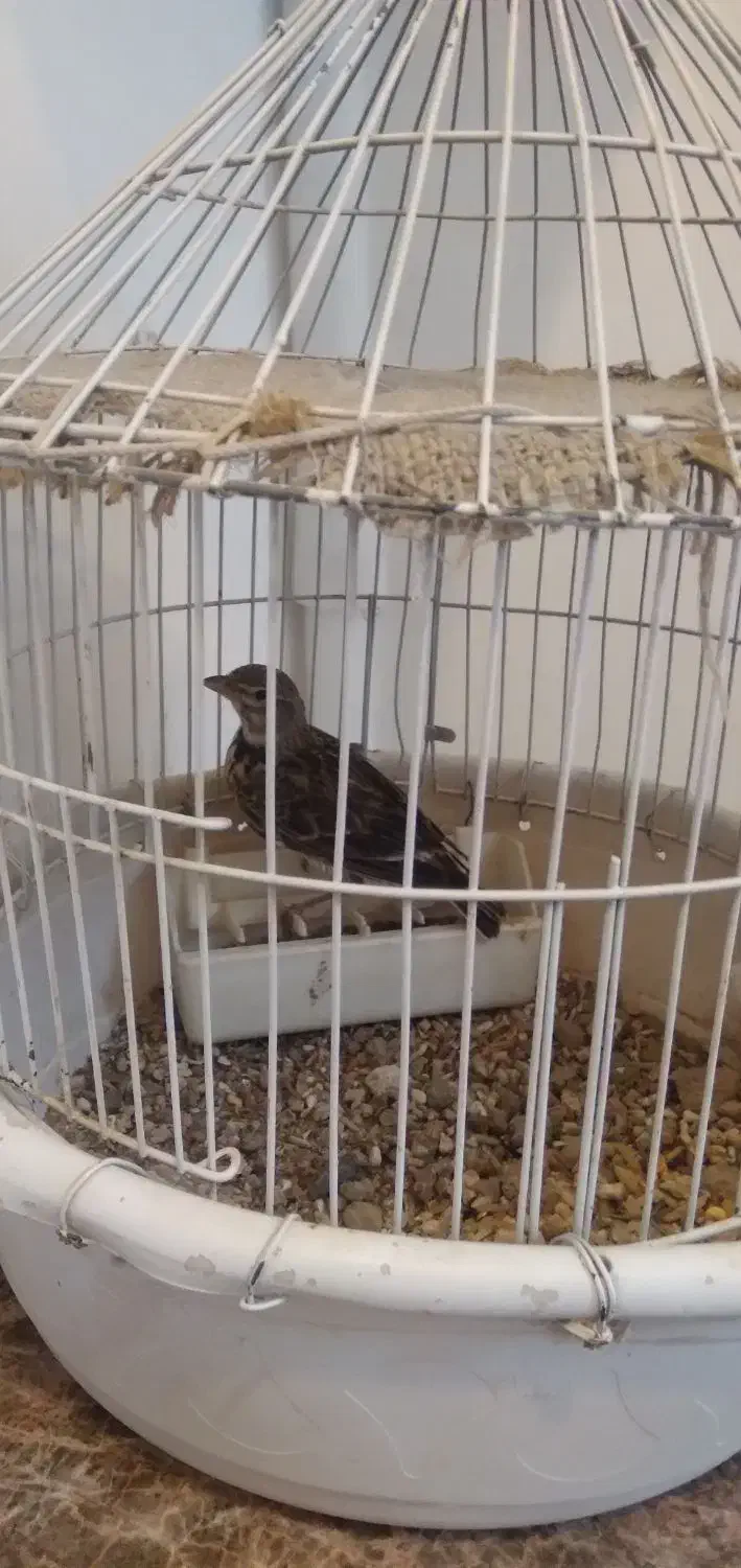 جوجه طوقه|پرنده|خمین, |دیوار