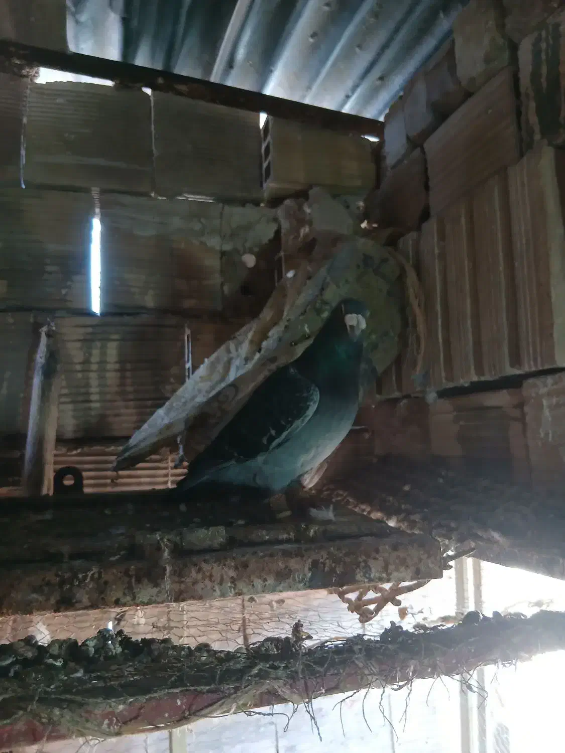 فروشی|پرنده|خوشاب, |دیوار