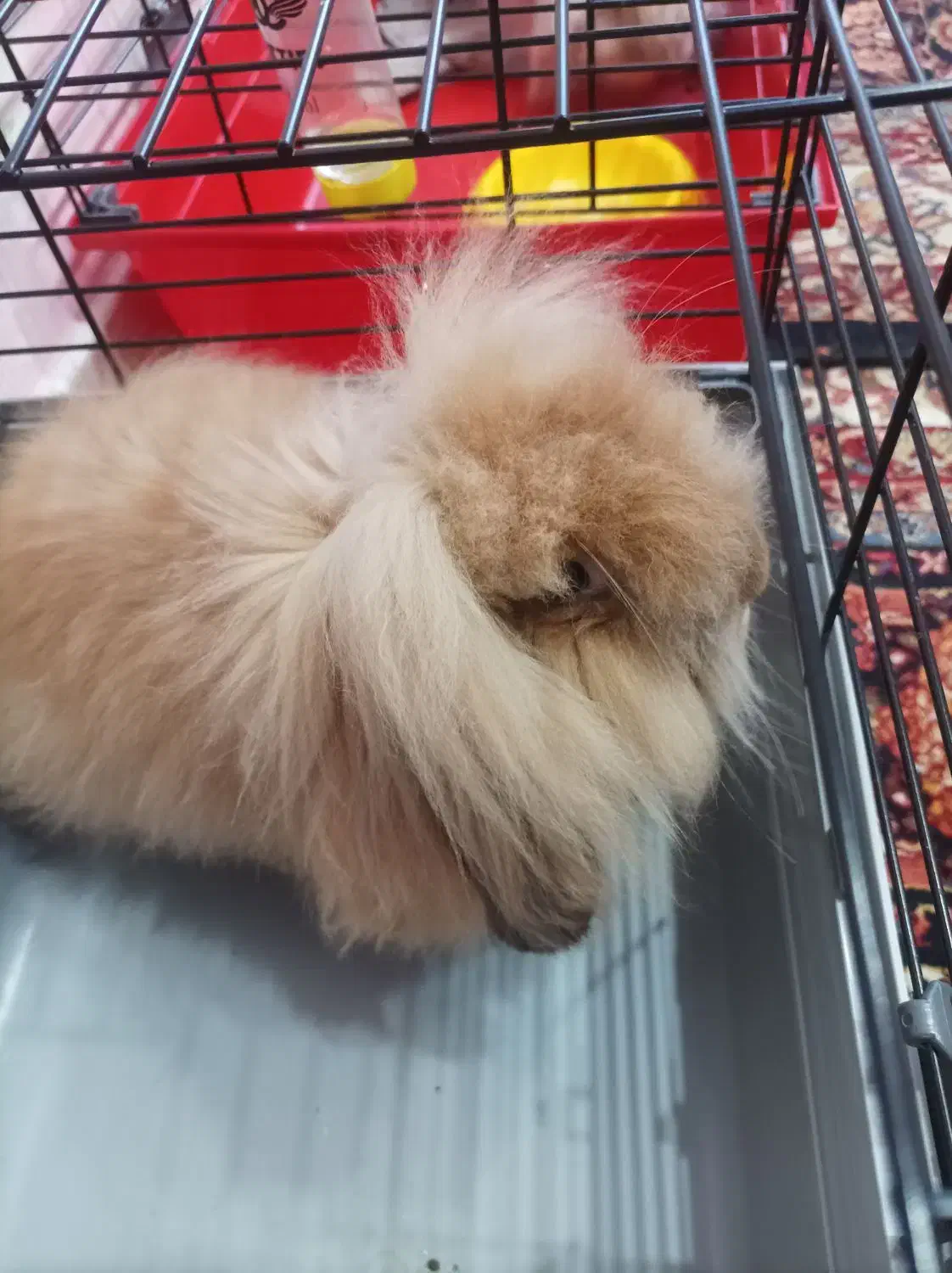 لوپ مینیاتوری زرنگ|موش و خرگوش|تهران, شهرک غرب|دیوار