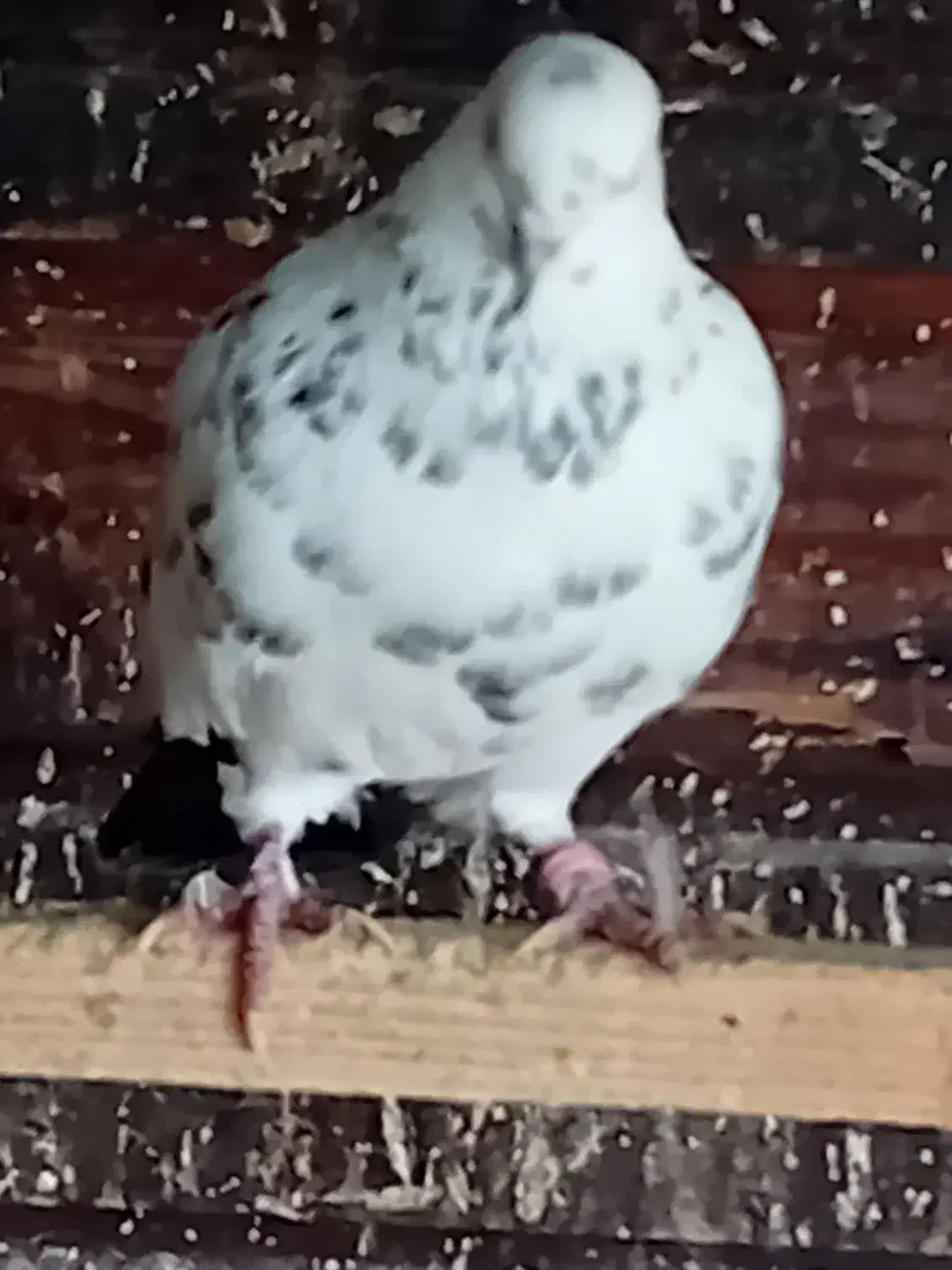 کبوتر گرفته|حیوانات|رشت, گلسار|دیوار