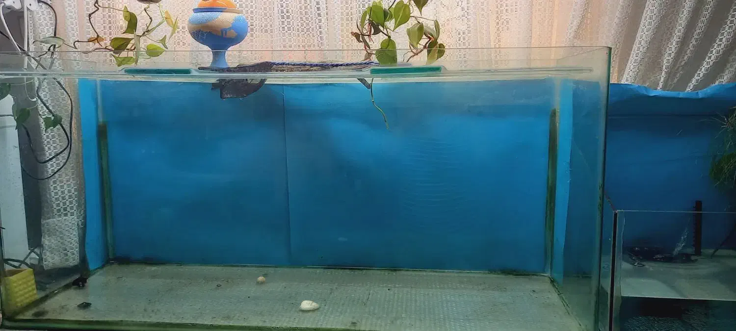 آکواریوم شیشه خم شرکتی|ماهی|رشت, پل تالشان|دیوار
