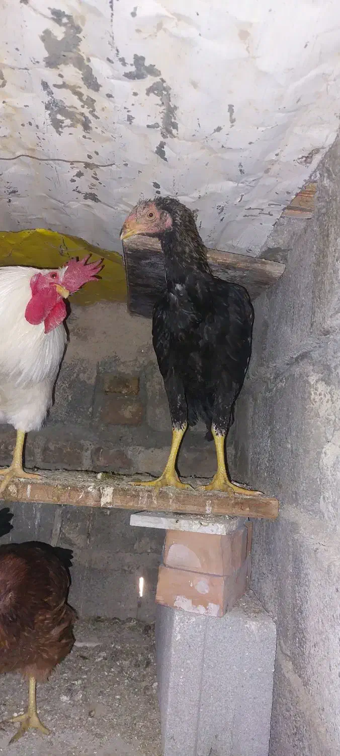 مرغ و خروس لاری|حیوانات مزرعه|آسارا, |دیوار