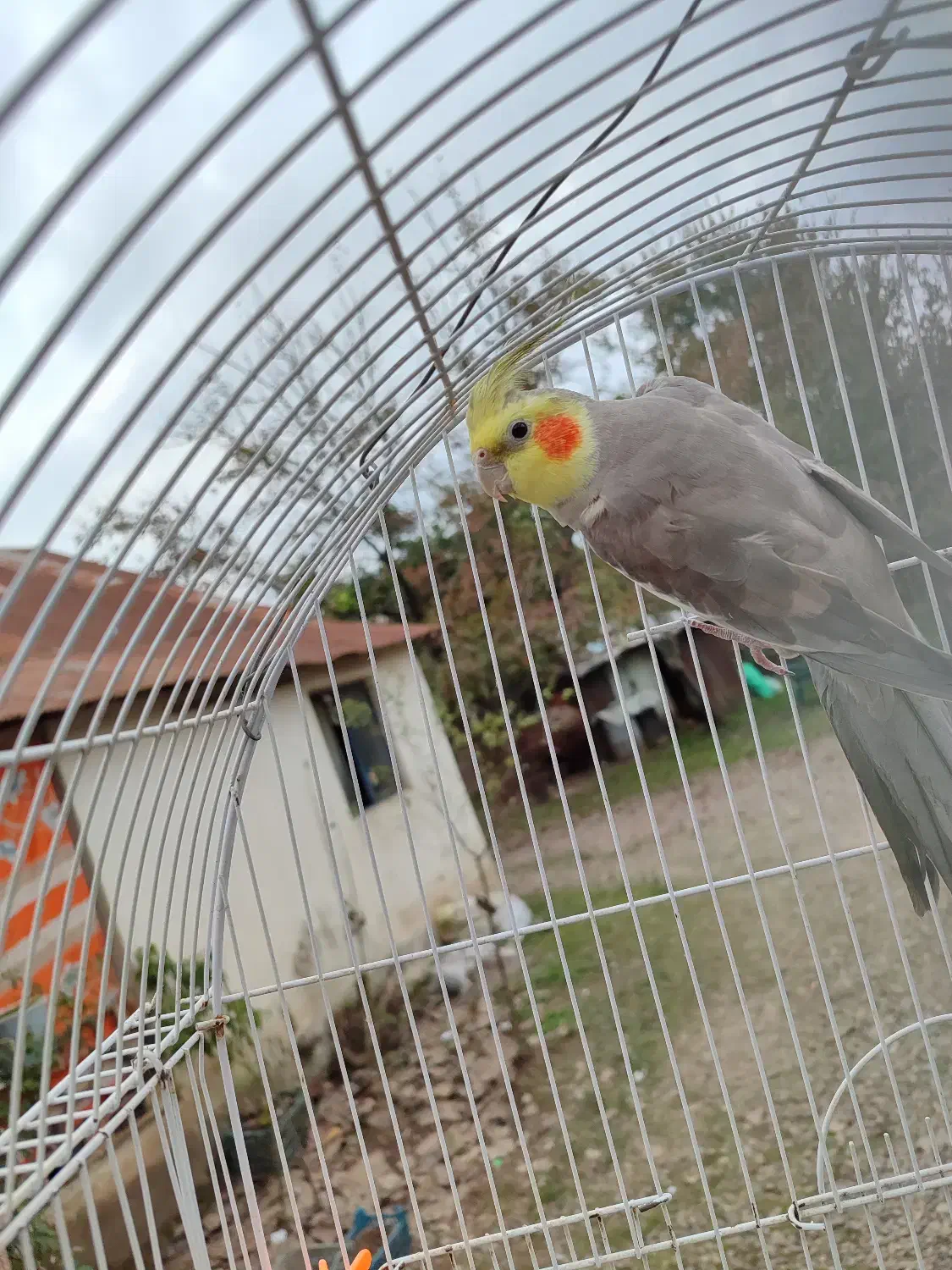 واگذاری عروس هلندی|پرنده|سیاهکل, |دیوار