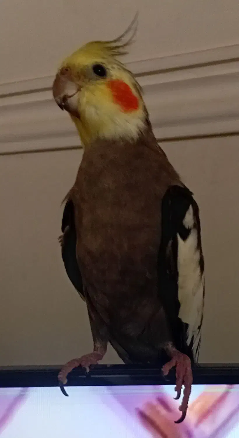 عروس گمشده به یابنده مژدگانی زیاد داده میشود|پرنده|قم, نخودی|دیوار