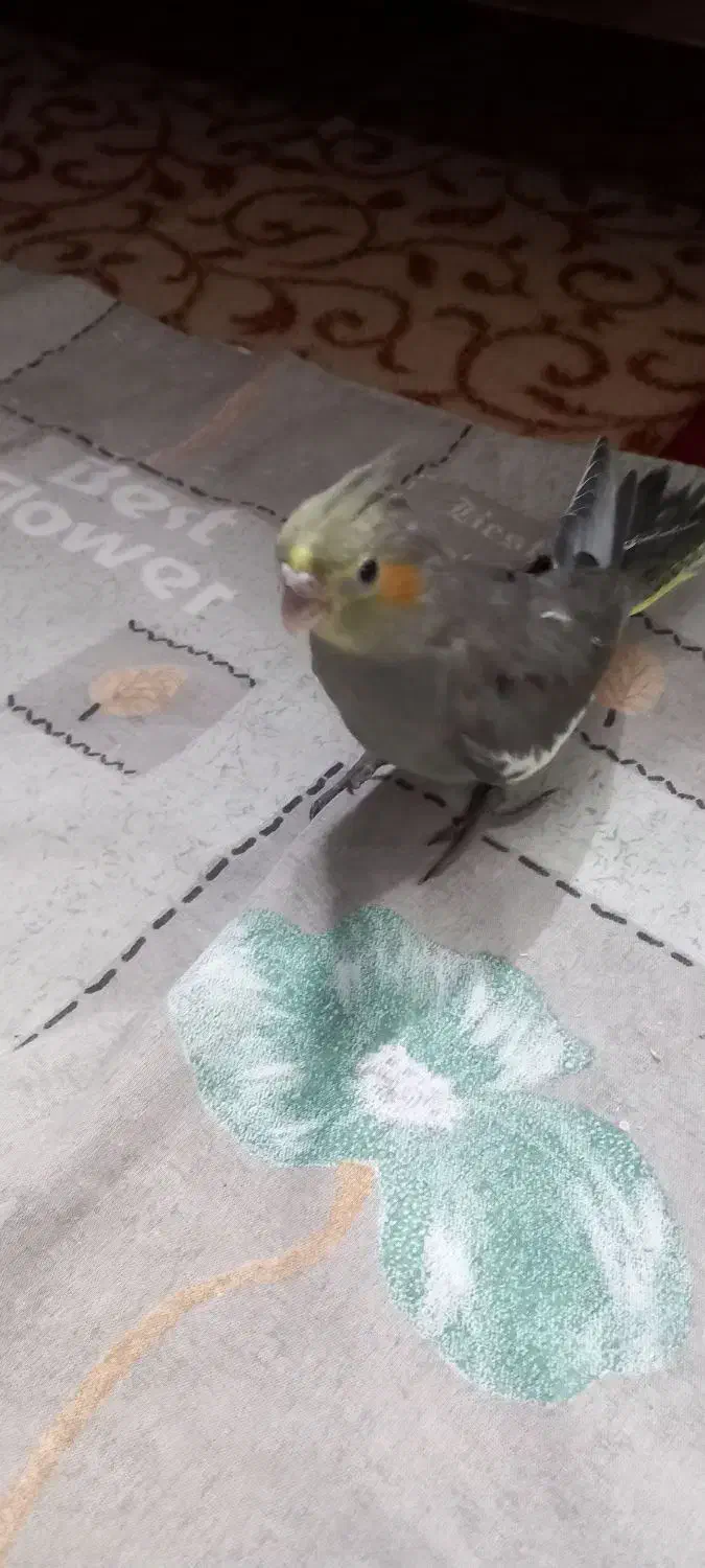 جوجه عروس هلندی|پرنده|مشهد, شهید قربانی|دیوار