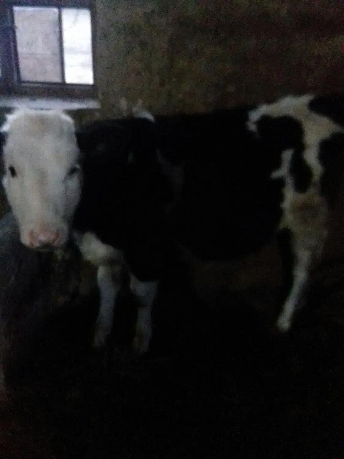 گوساله|حیوانات مزرعه|جونقان, |دیوار