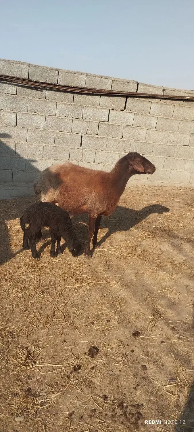 گوسفند|حیوانات مزرعه|سیمین شهر, |دیوار
