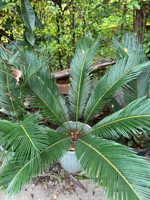 تعدادی سیکاس در سایز های متفاوت به فروش میرسد|گل و گیاه طبیعی|نوشهر, |دیوار