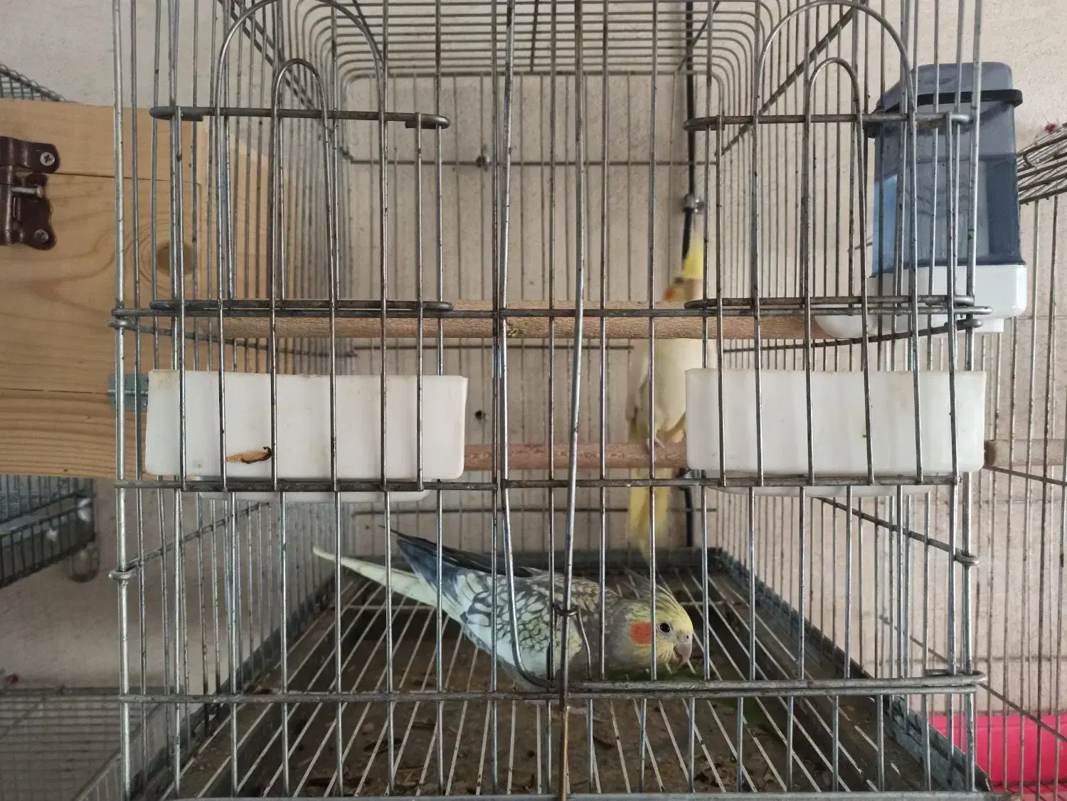 جفت عروس هلندی|پرنده|برازجان, |دیوار