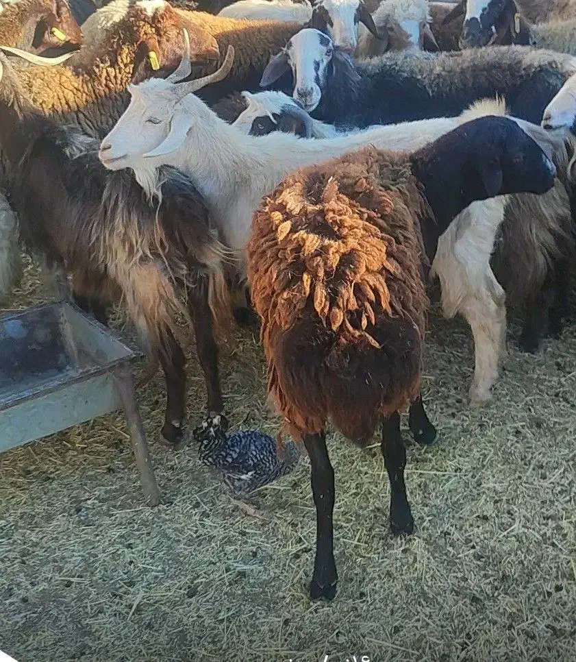 تعدادی گوسفنددزدیده شده|حیوانات|زاغه, |دیوار