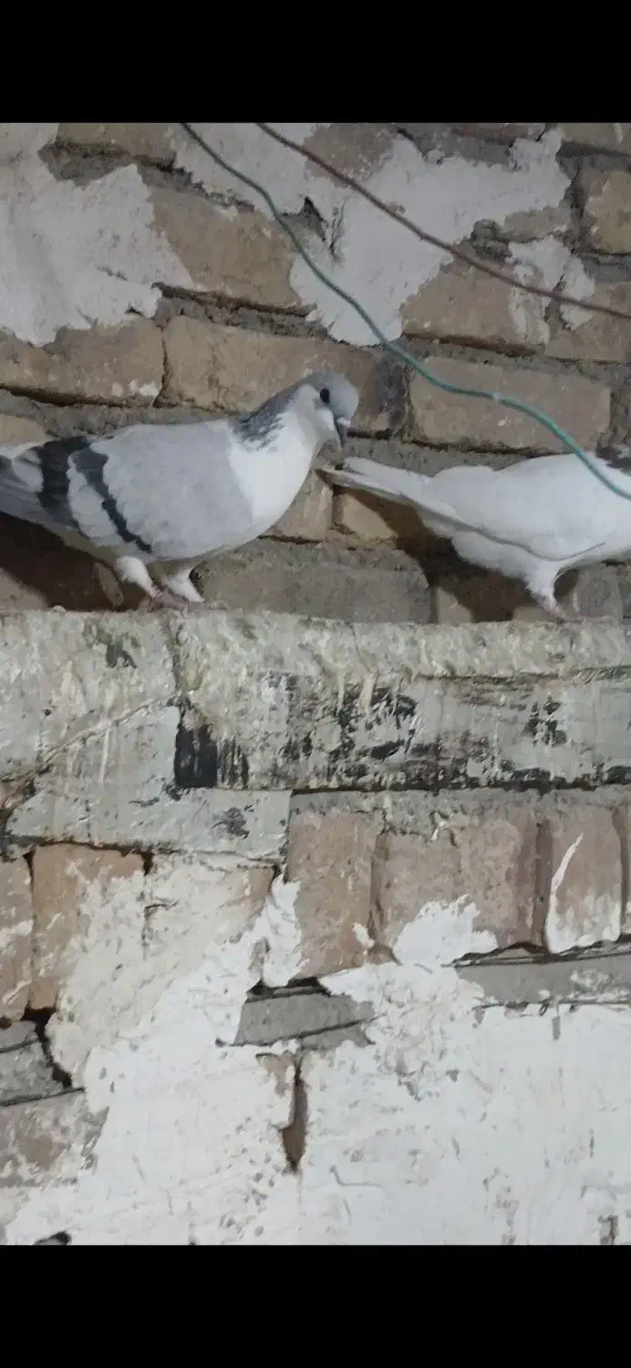 چب کبود|پرنده|آبیک, |دیوار