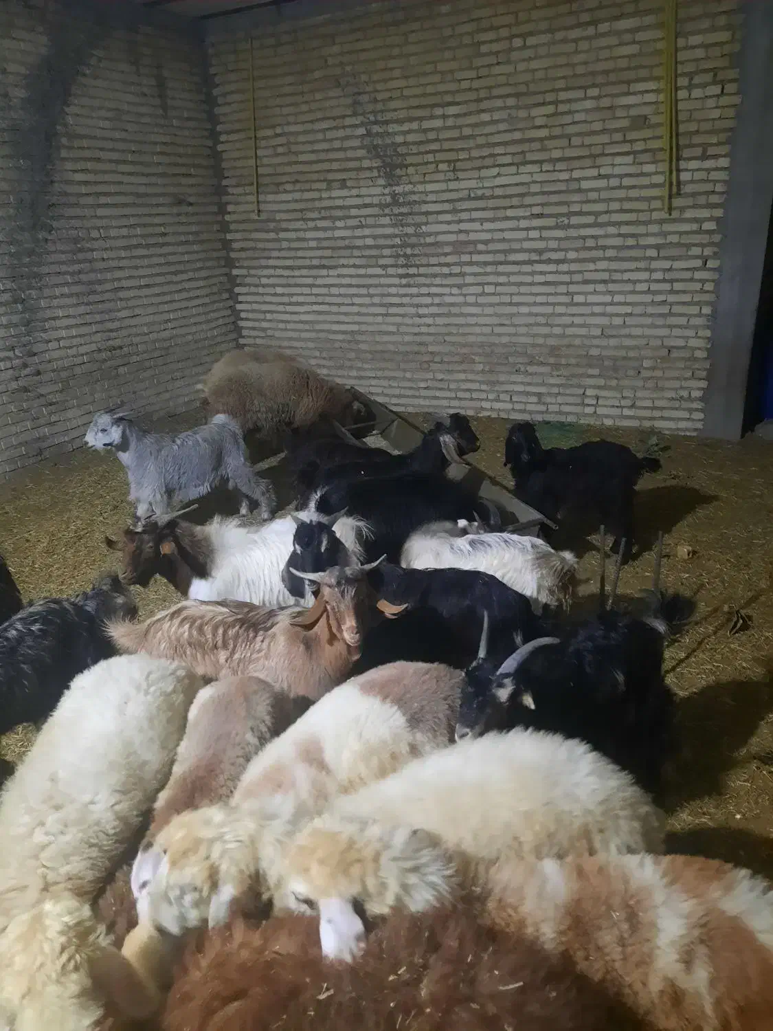 ۳۰عدد کهره نره پلوار|حیوانات مزرعه|بندر گناوه, |دیوار