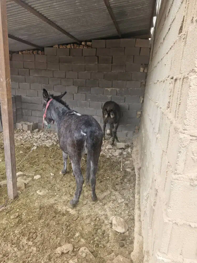 فروش اسب|اسب و تجهیزات اسب‌سواری|طسوج, |دیوار