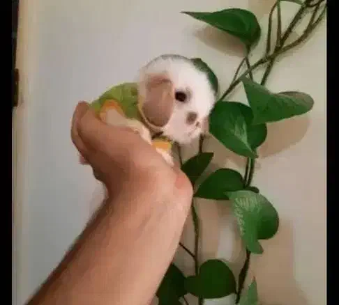 خرگوش لوپ مینیاتوری|موش و خرگوش|قم, صفائیه|دیوار