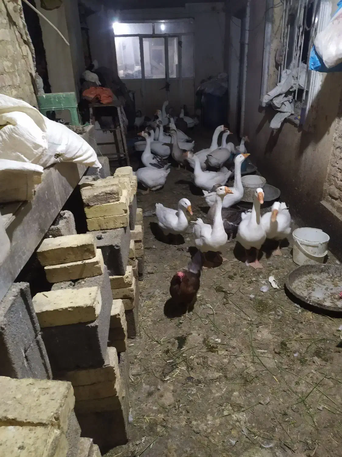 فروش تعدادی غوغاز سالم وچاق وتخم گذار|حیوانات مزرعه|خمین, |دیوار