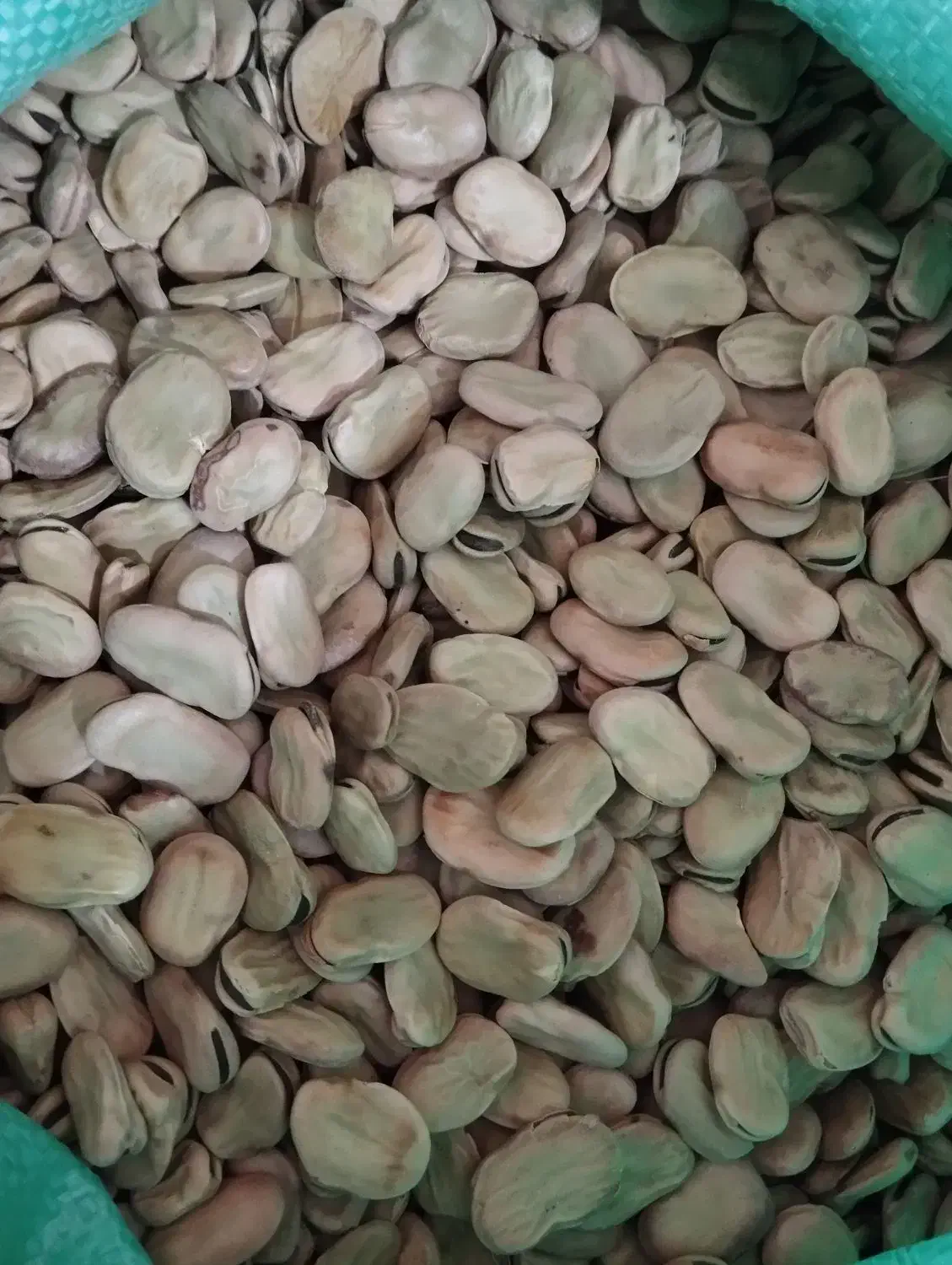 باقلا خشک سه بند سوری|خوردنی و آشامیدنی|بهشهر, |دیوار