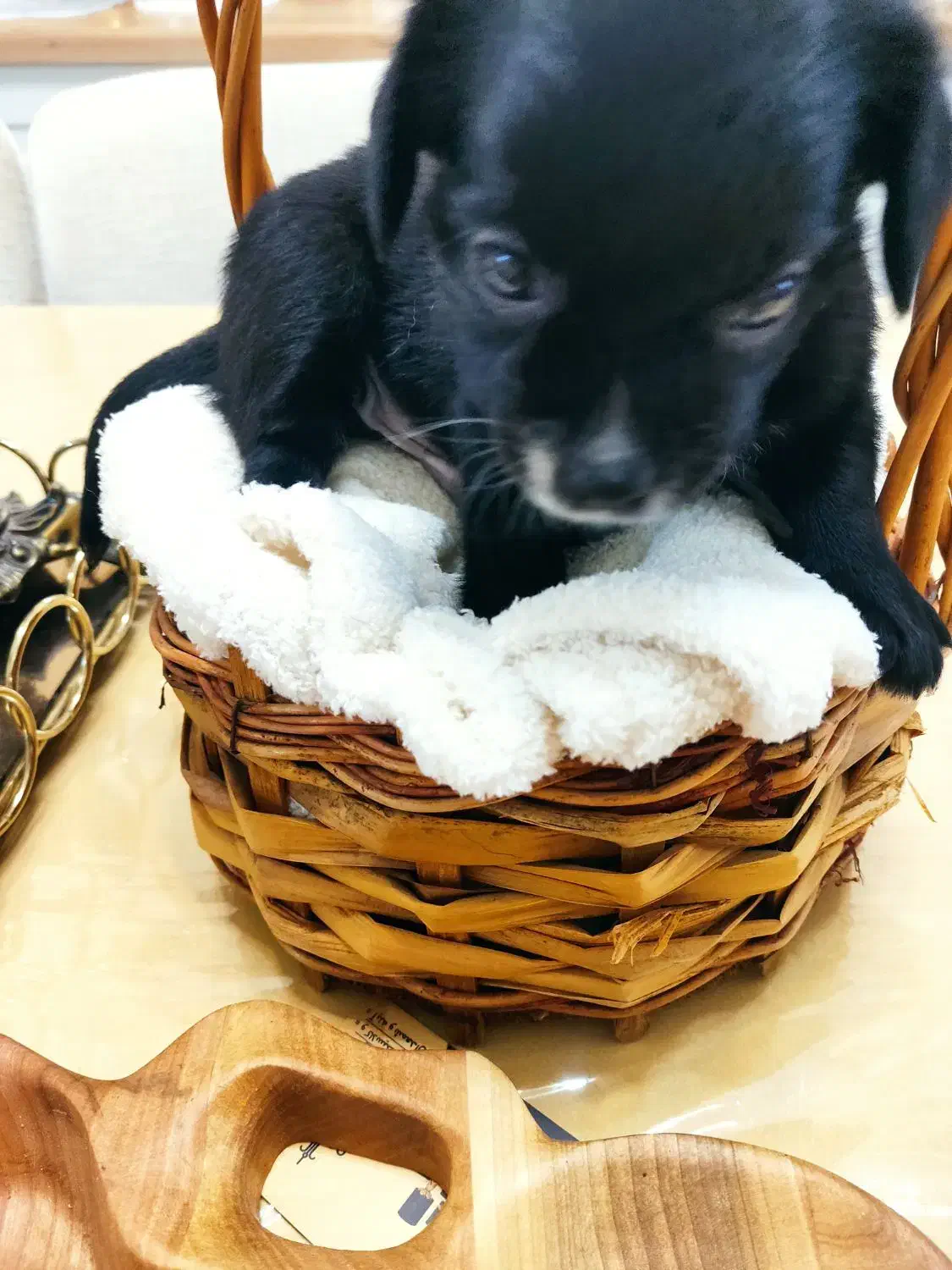 پامر اشپیتز نر|سگ|محمدشهر, محمدشهر|دیوار