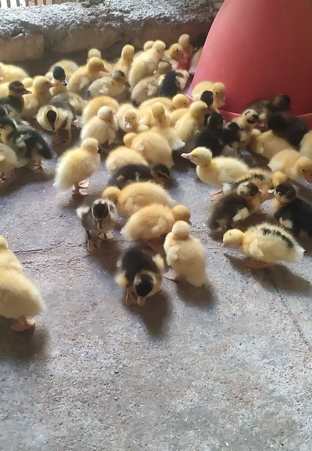 جوجه اردک . اردک اسراییلی|حیوانات مزرعه|اردکان, |دیوار