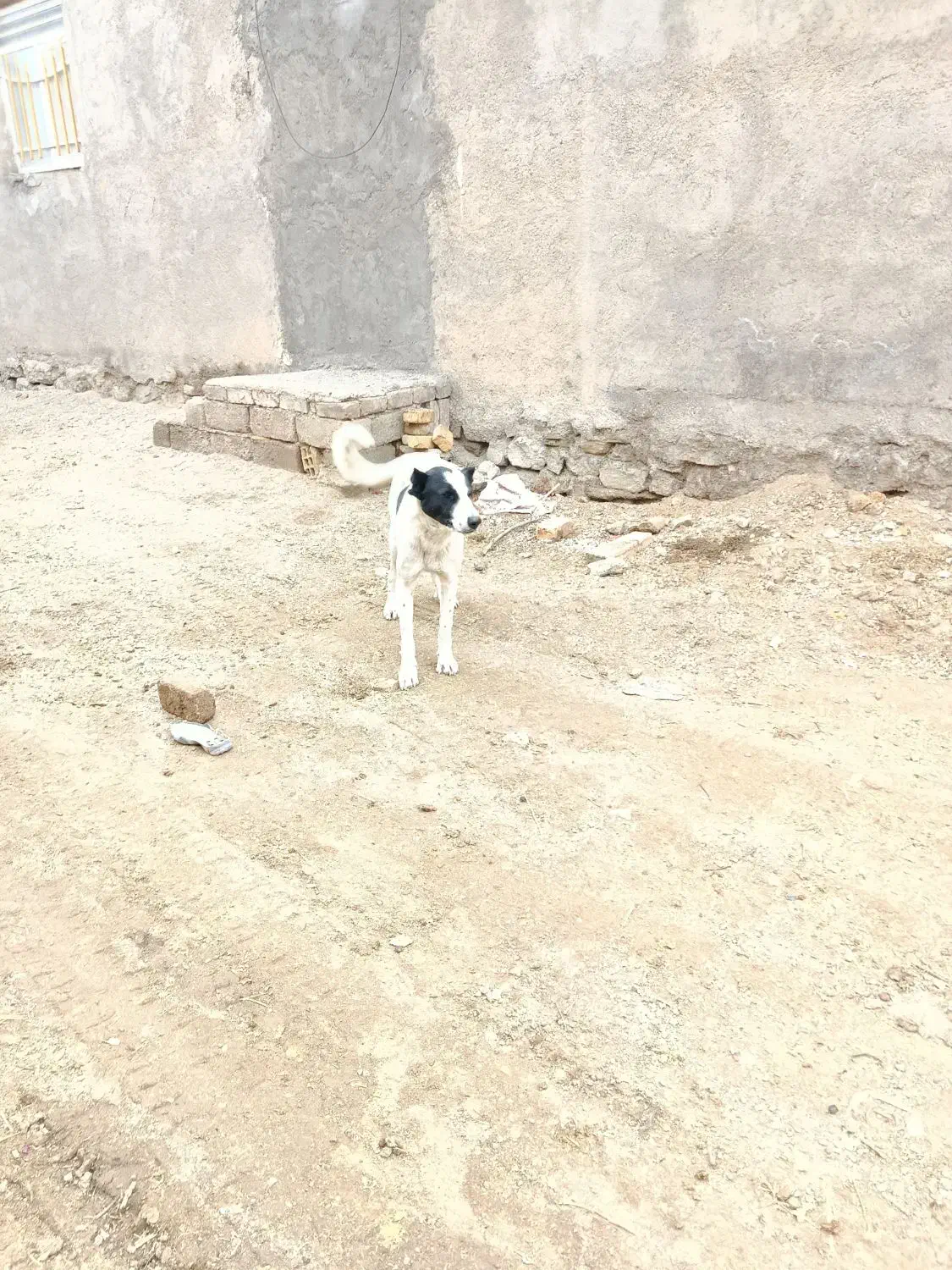 سگ گله|سگ|همدان, |دیوار