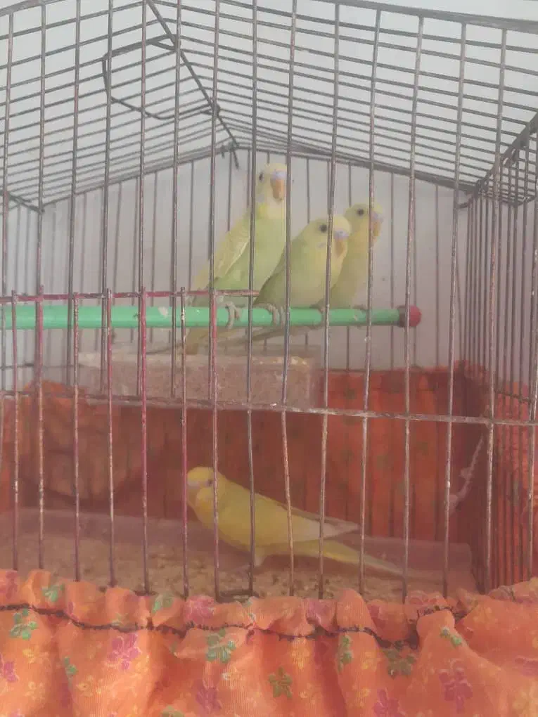 مرغ عشق جفتی ۳۵۰|پرنده|بهمن صغاد, |دیوار