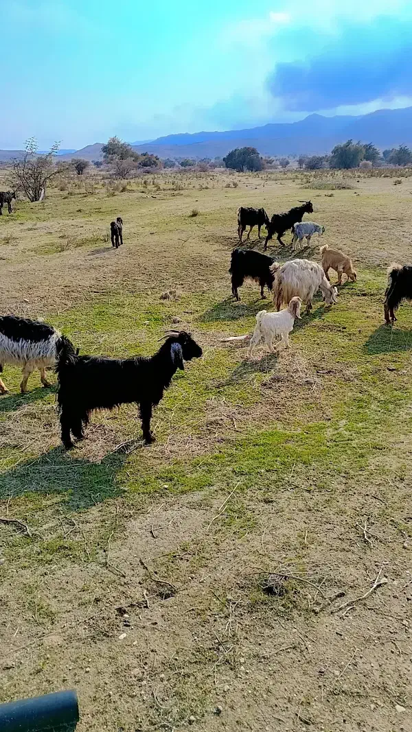 ۱۵راس بز کهره دار|حیوانات مزرعه|کازرون, |دیوار