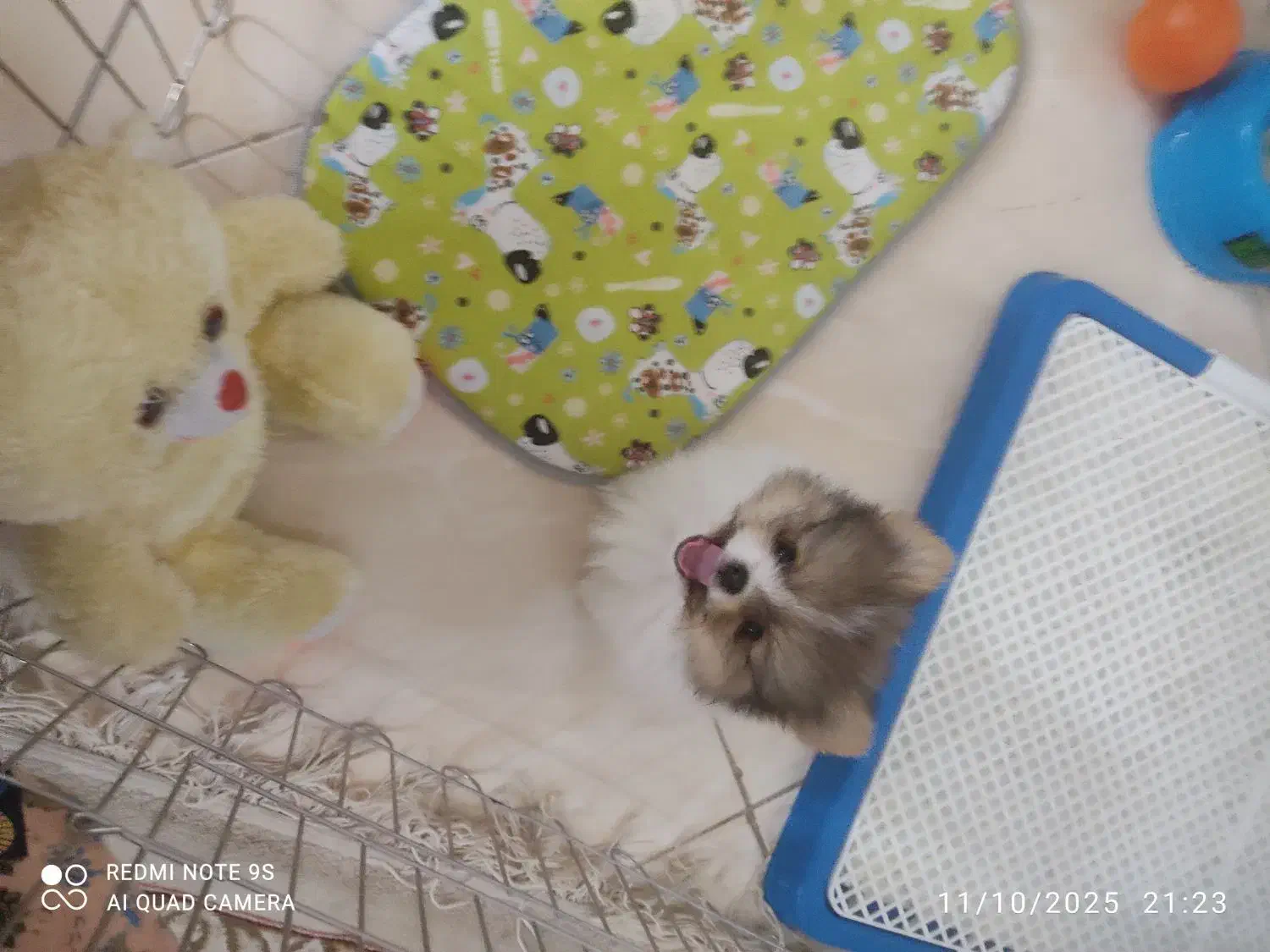 سگ پامر خرسی پاندایی|سگ|اصفهان, شهرک ولیعصر|دیوار