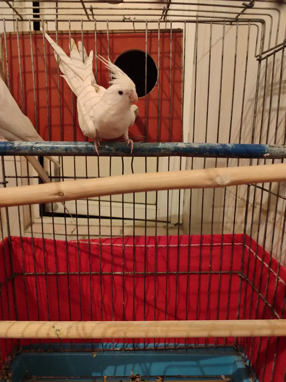 یک جفت عروس هلندی البینو کاملا سفید|پرنده|قدس, شهرک دانش|دیوار