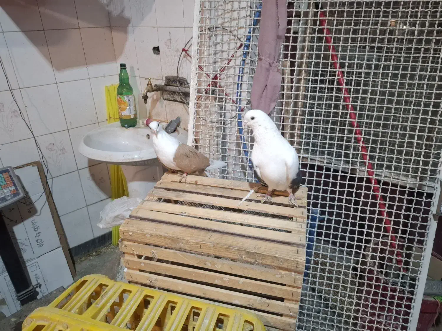 کبوتر|پرنده|صالح آباد, |دیوار