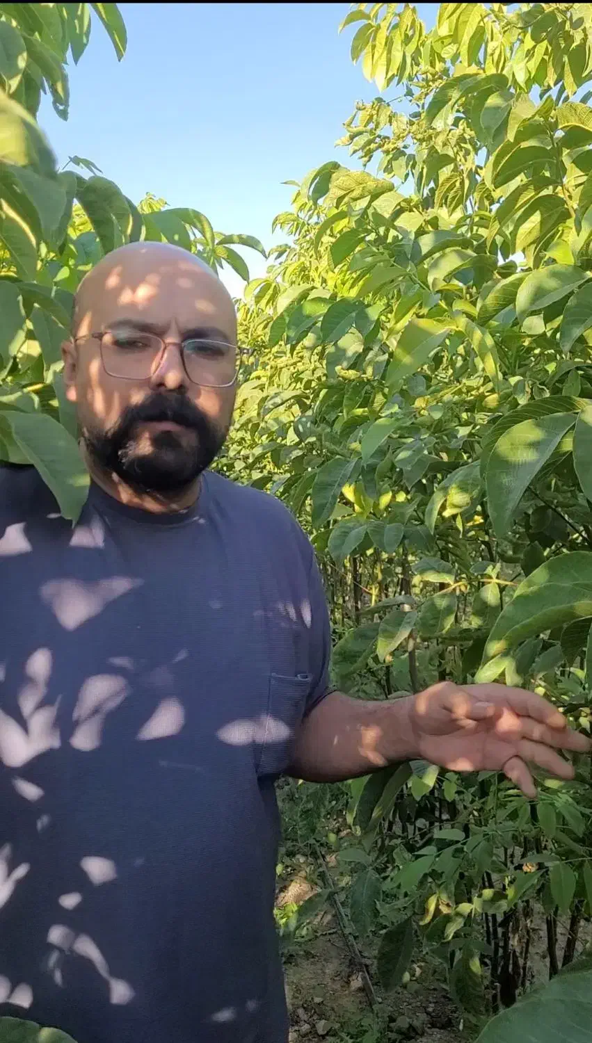 نهال|خدمات باغبانی و درختکاری|رامند, |دیوار