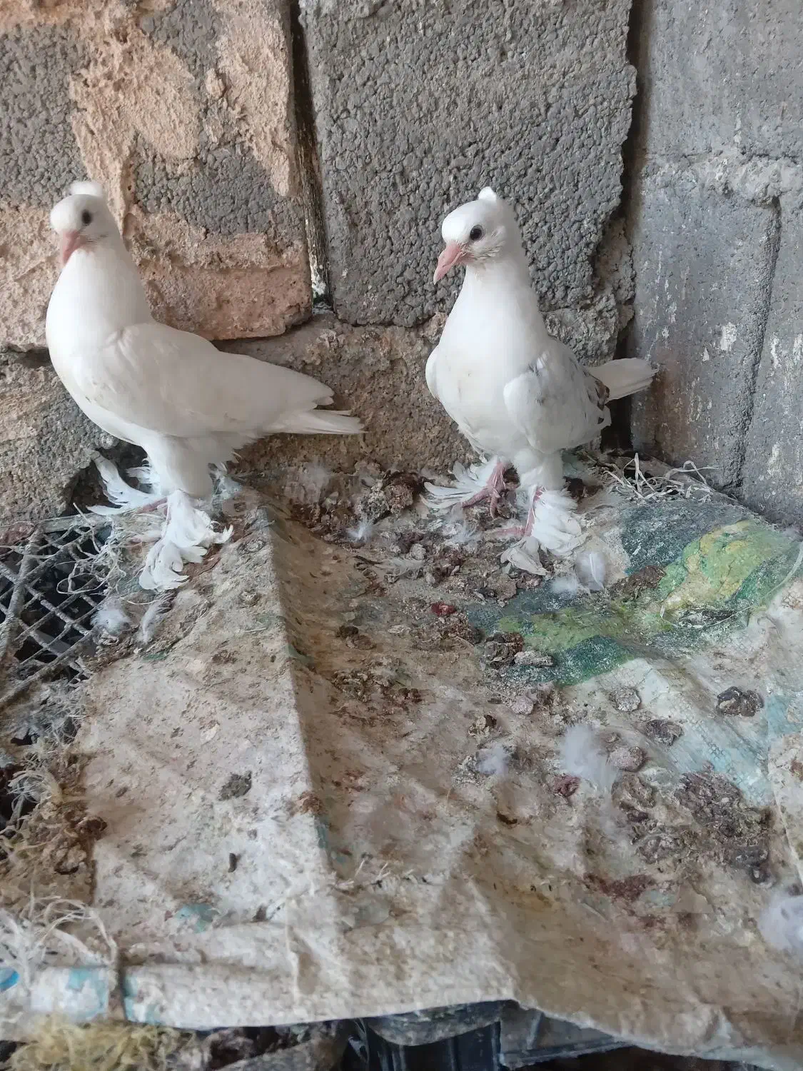 کبوتر گره|پرنده|میناب, |دیوار