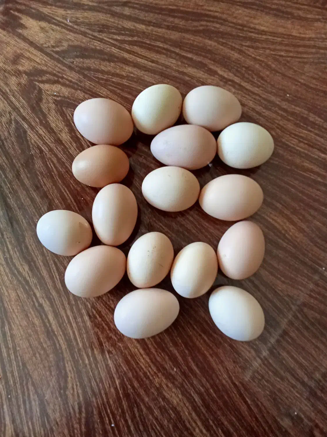 فروش تخم مرغ محلی کلی وجزیی|خوردنی و آشامیدنی|نهاوند, |دیوار