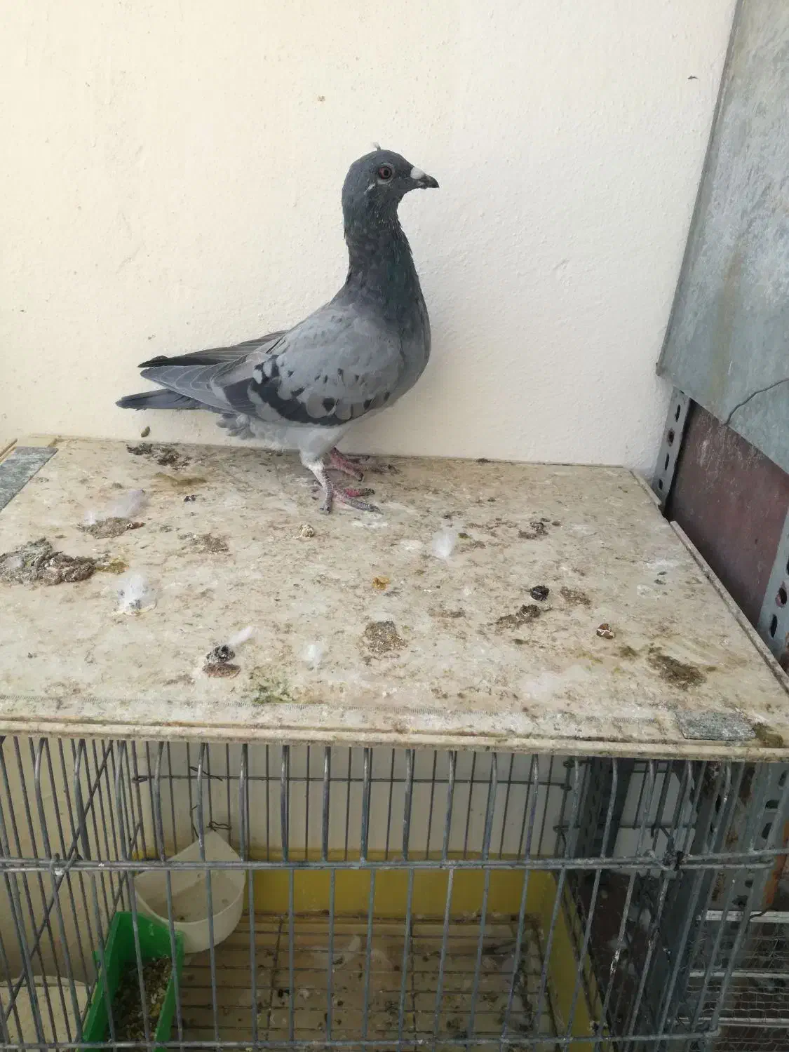 پلاکی خط سفید|پرنده|دهدشت, |دیوار