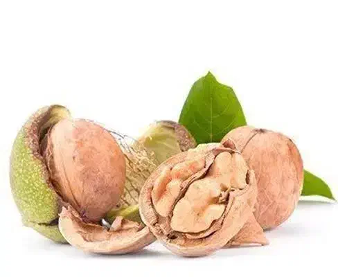 پخش نهال گردو لارا شناسه دار|خدمات باغبانی و درختکاری|شهر بابک, |دیوار