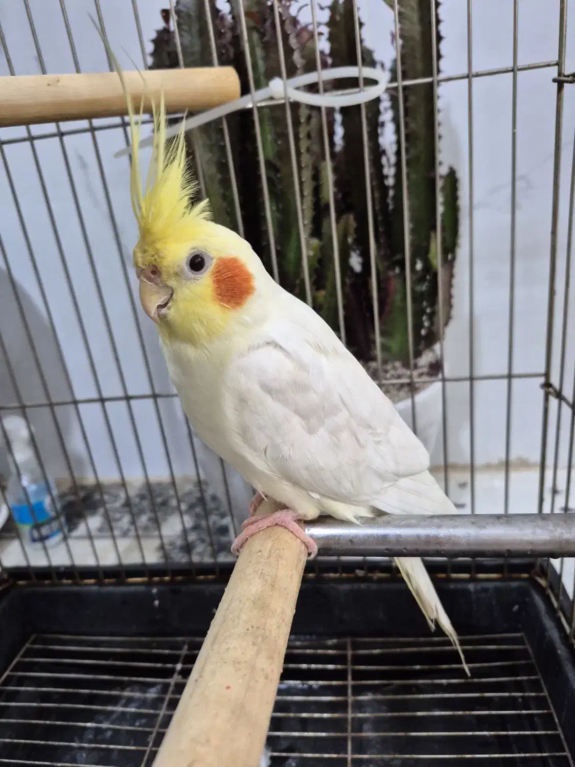 عروس هلندی|پرنده|قم, نوبهار|دیوار