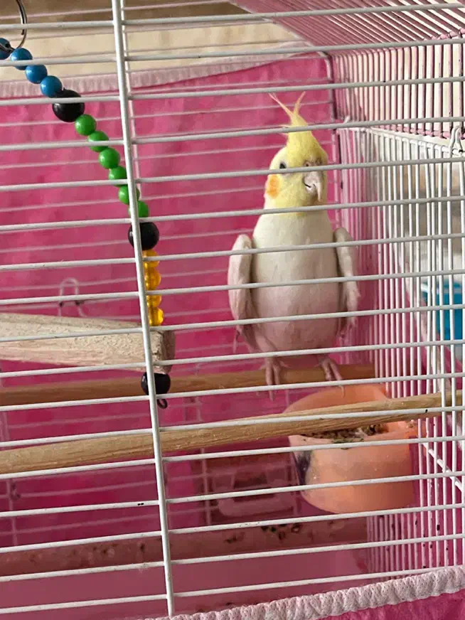 عروس هلندی|پرنده|قم, نخودی|دیوار