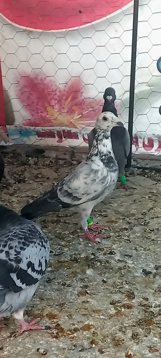 کفتر|پرنده|فسا, |دیوار