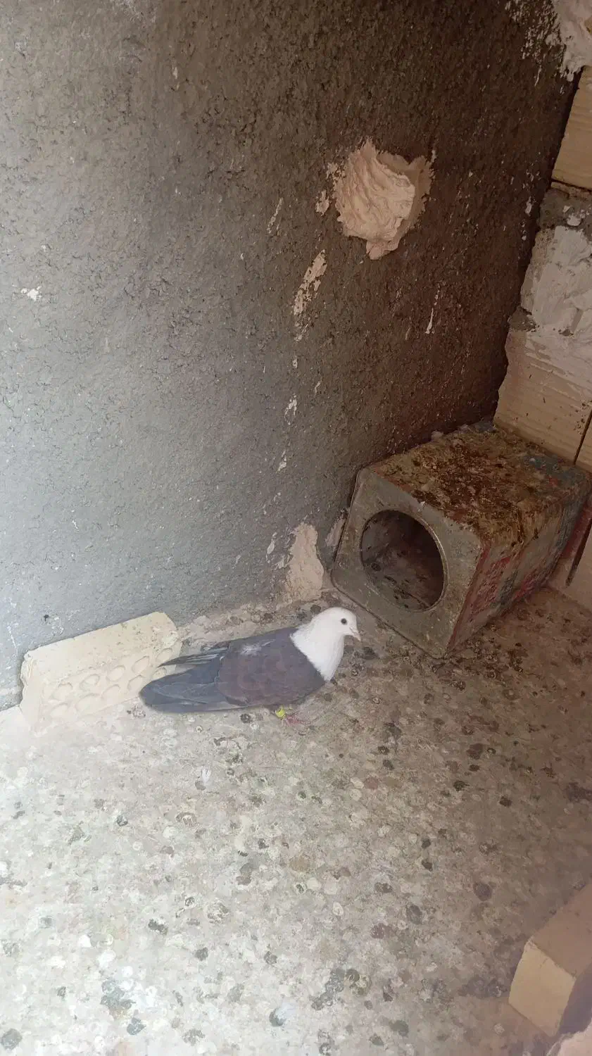 کلاغ کرباتی چپ و ساده|پرنده|چناران, |دیوار