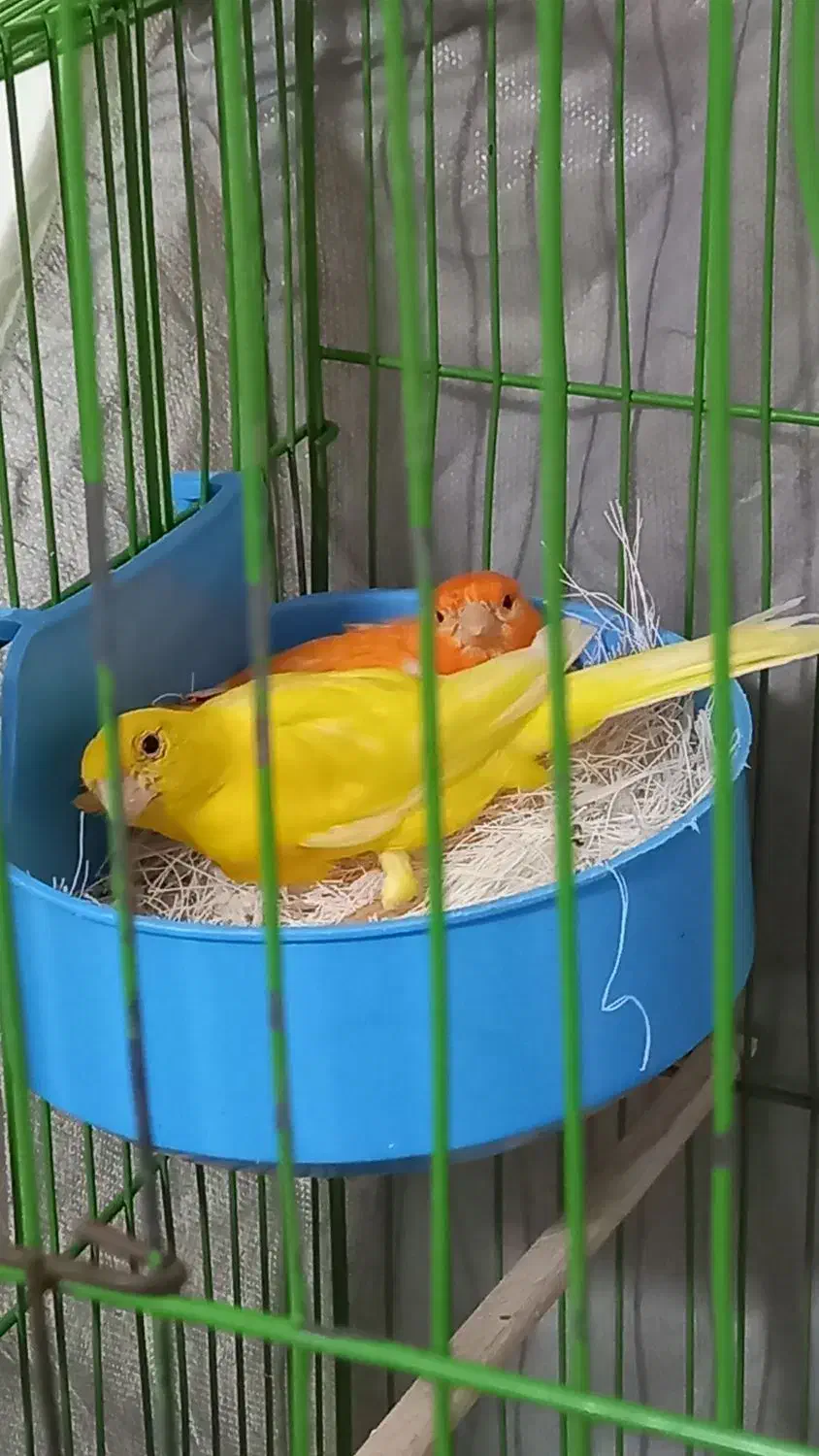 پرنده قناری|پرنده|کوهبنان, |دیوار