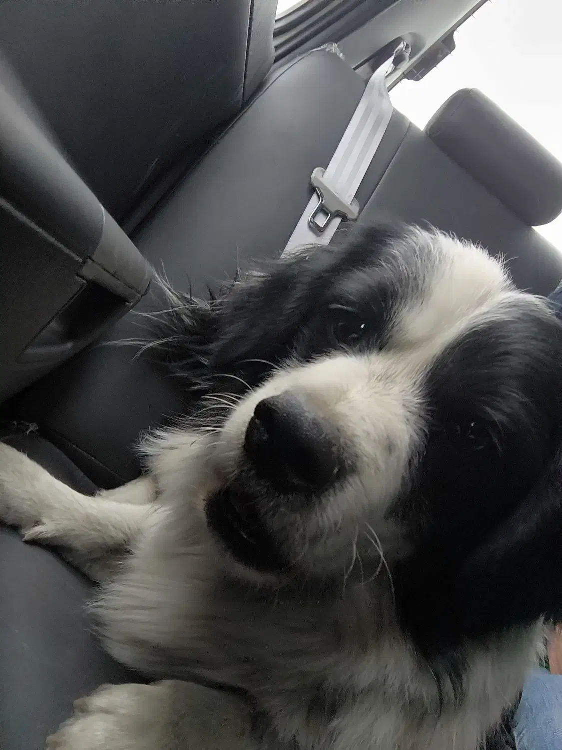 سگ یافته شده|حیوانات|شهریار, شهرک شاهد|دیوار