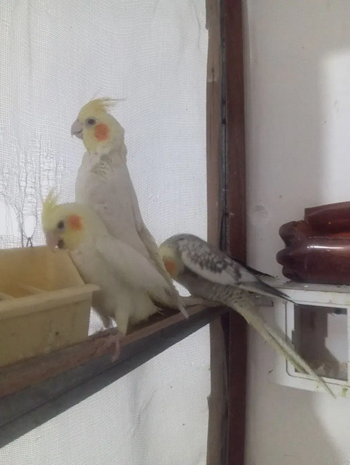 عروس هلندی|پرنده|صباشهر, |دیوار