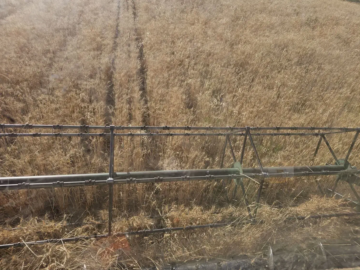 گندم ریژاو|لوازم جانبی حیوانات|ایوان, |دیوار