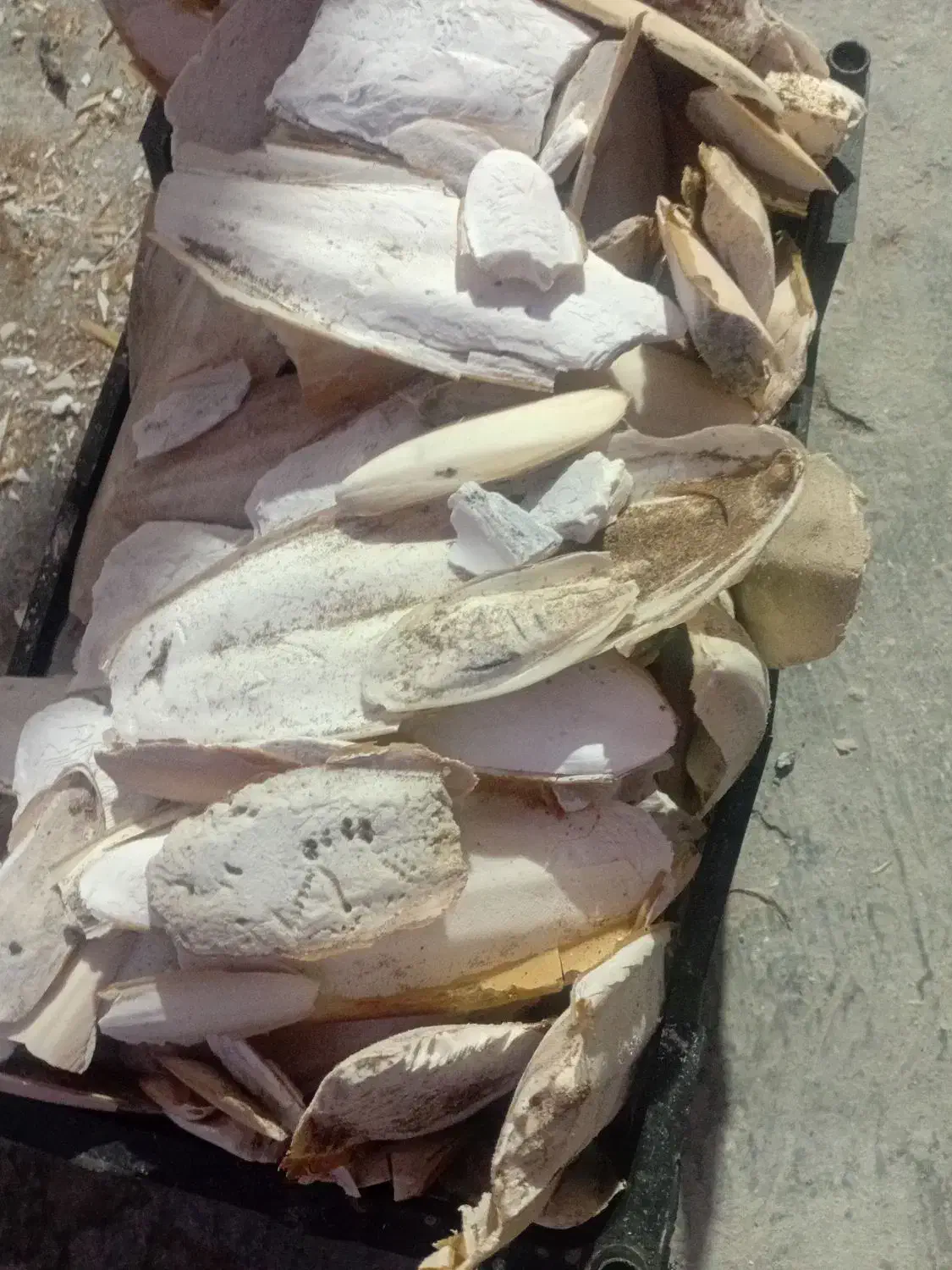 کاسه انکاس|ماهی|قشم, |دیوار