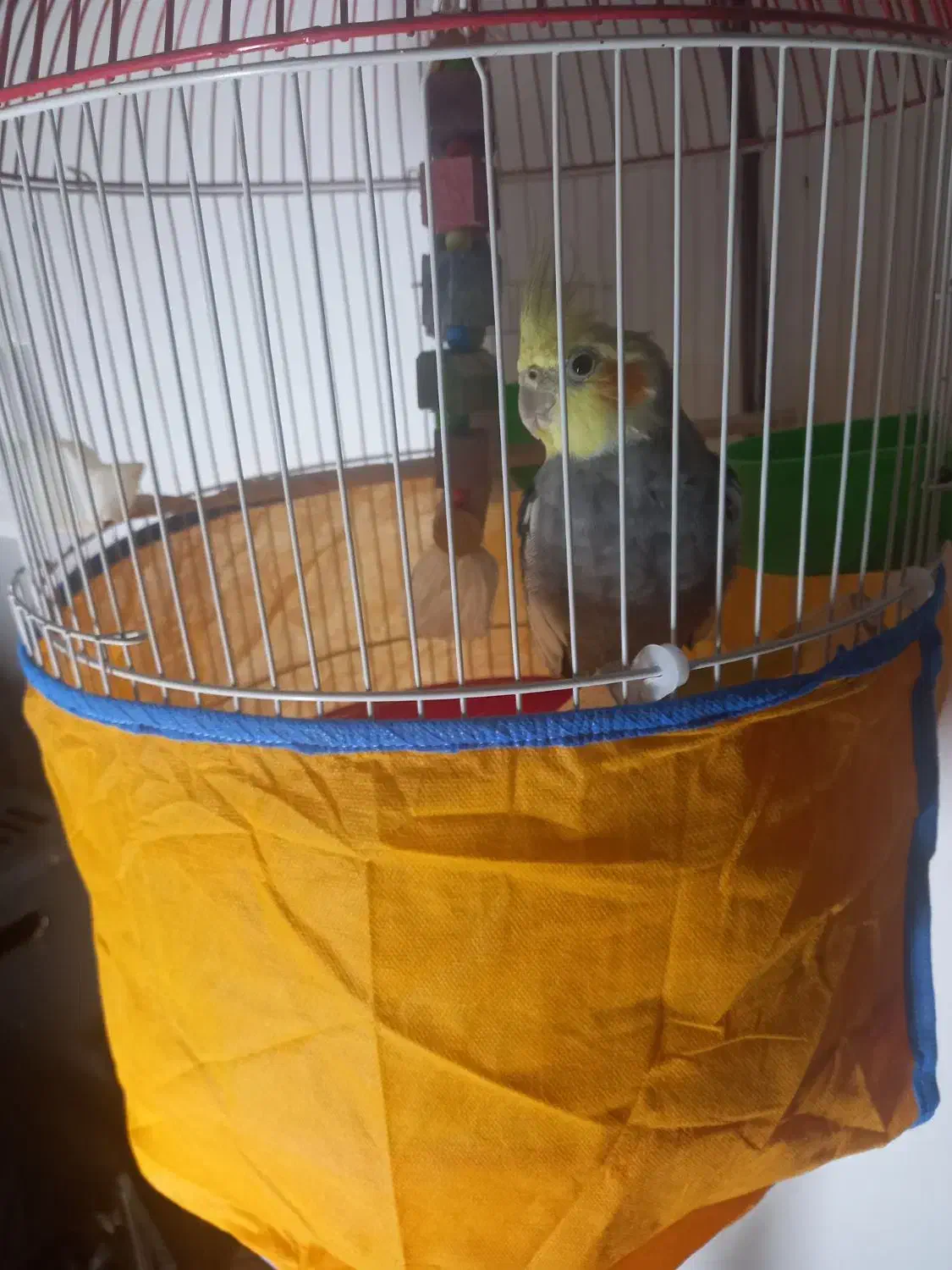 طوطی سخنگو سرحال با تمام امکانات|پرنده|رشت, جانبازان|دیوار