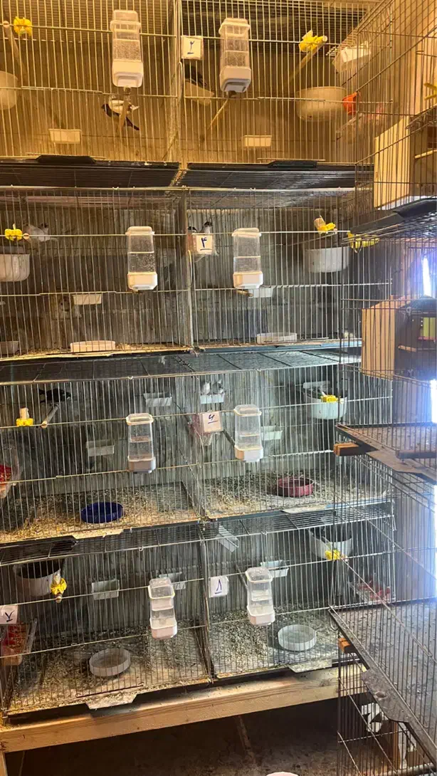 فنچ بنگالی پرستار و گلدین|پرنده|گلستان (تهران), |دیوار