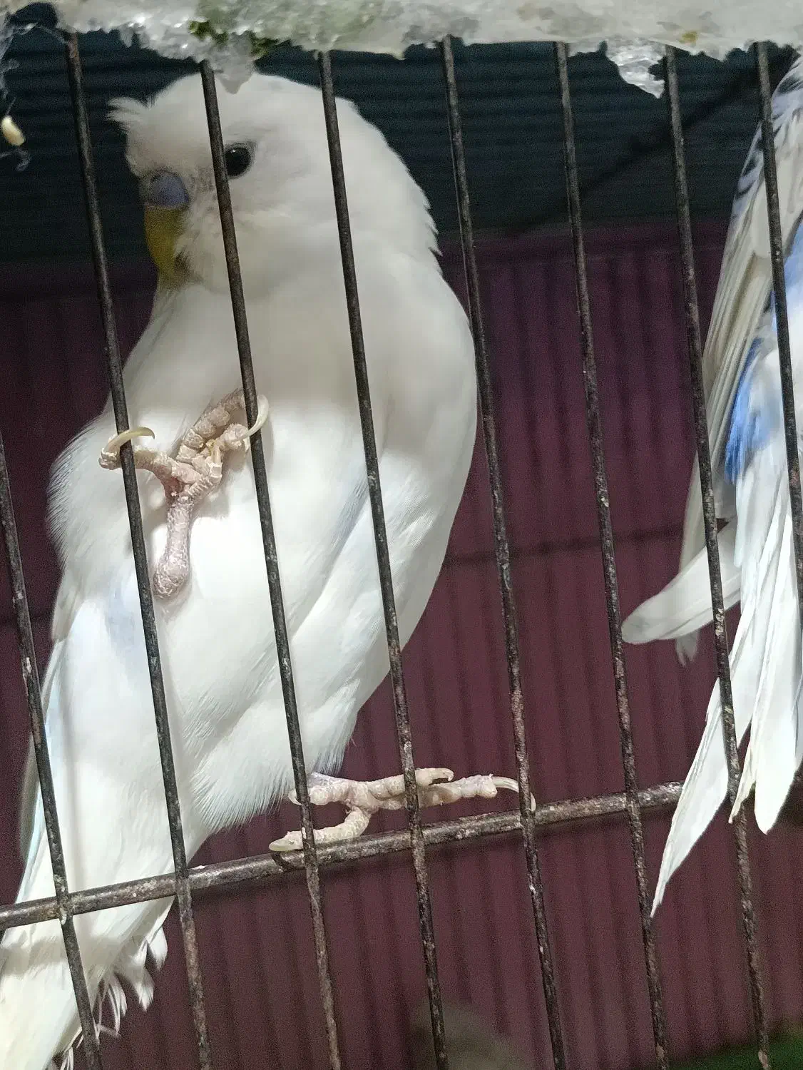 مرغ عشق نر|پرنده|شیراز, احمدآباد|دیوار