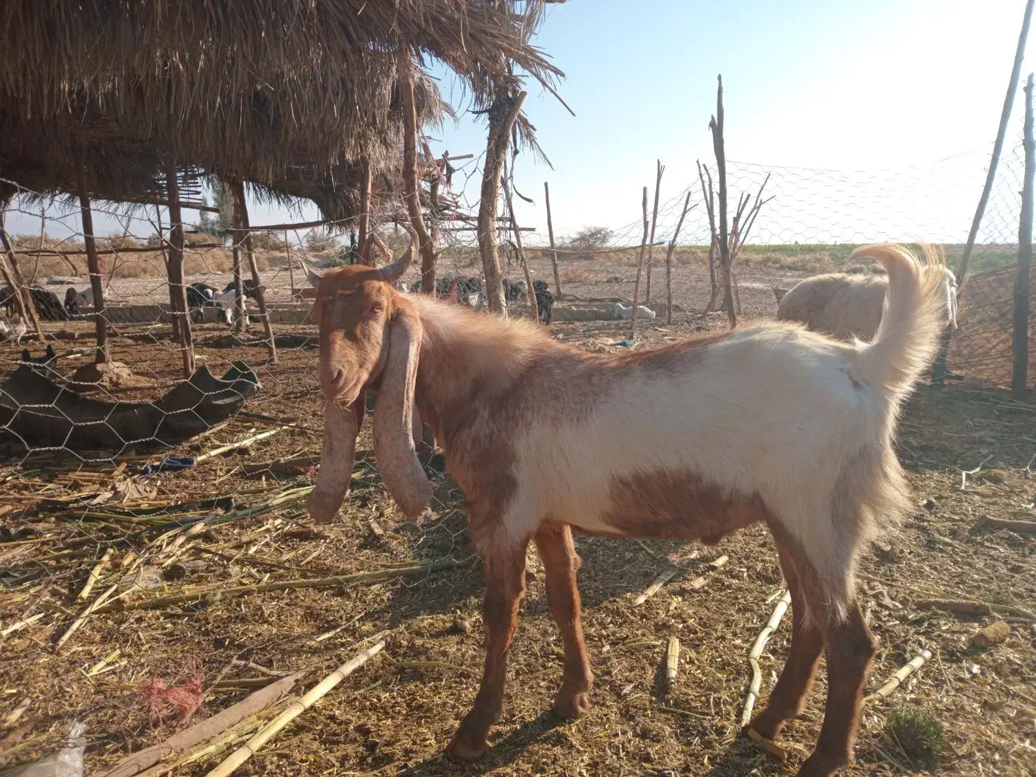کهره گلابی کاموری|حیوانات مزرعه|بافت, |دیوار