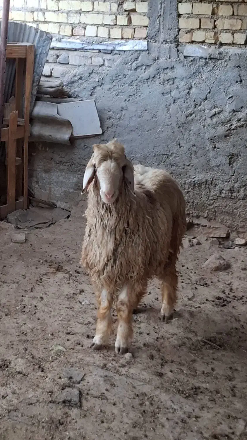 بره قوچی درجه یک|حیوانات مزرعه|شیراز, شریف‌آباد|دیوار