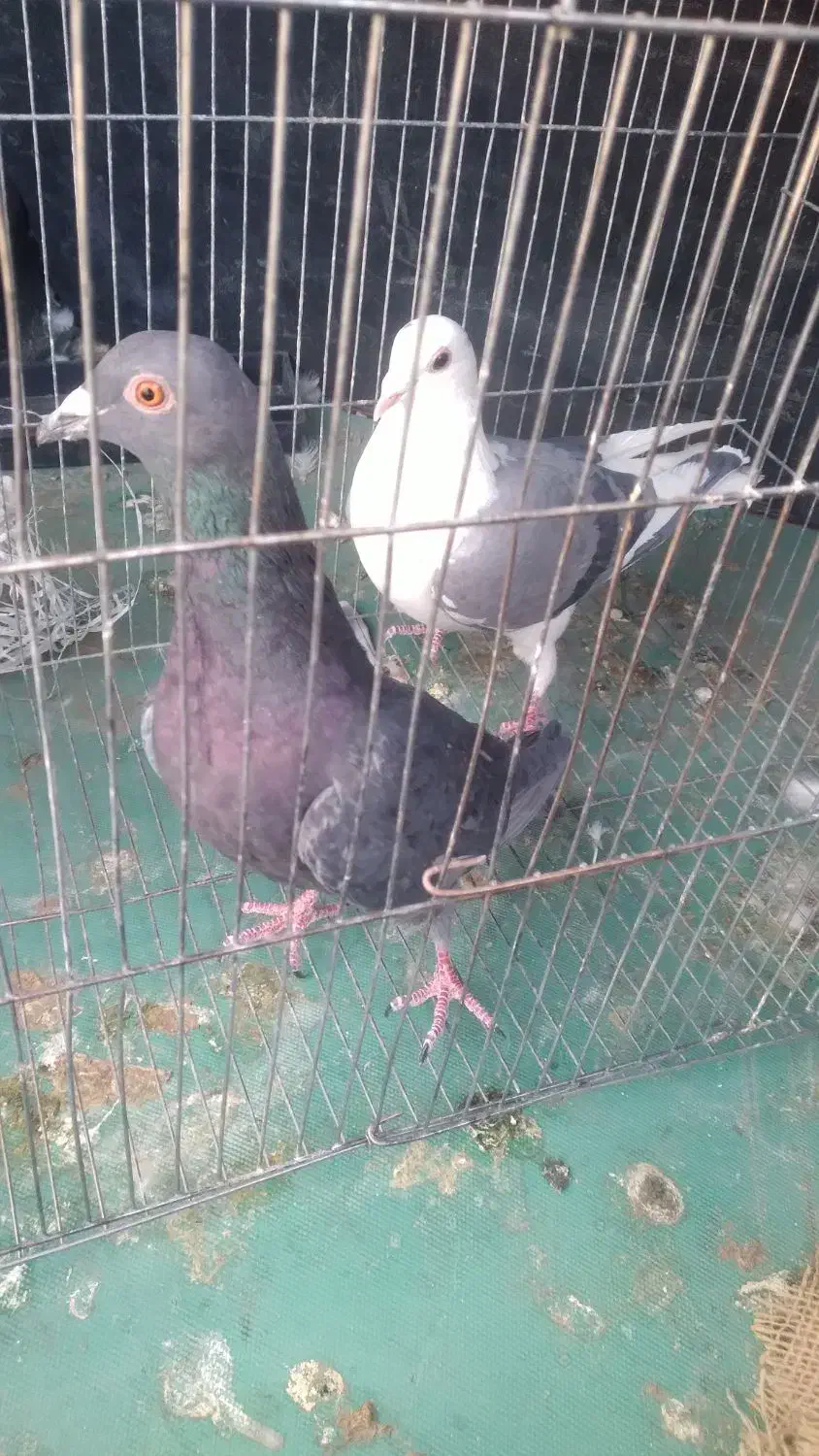 دوکت پلاکی و زرهی شکار|پرنده|لنجان, |دیوار