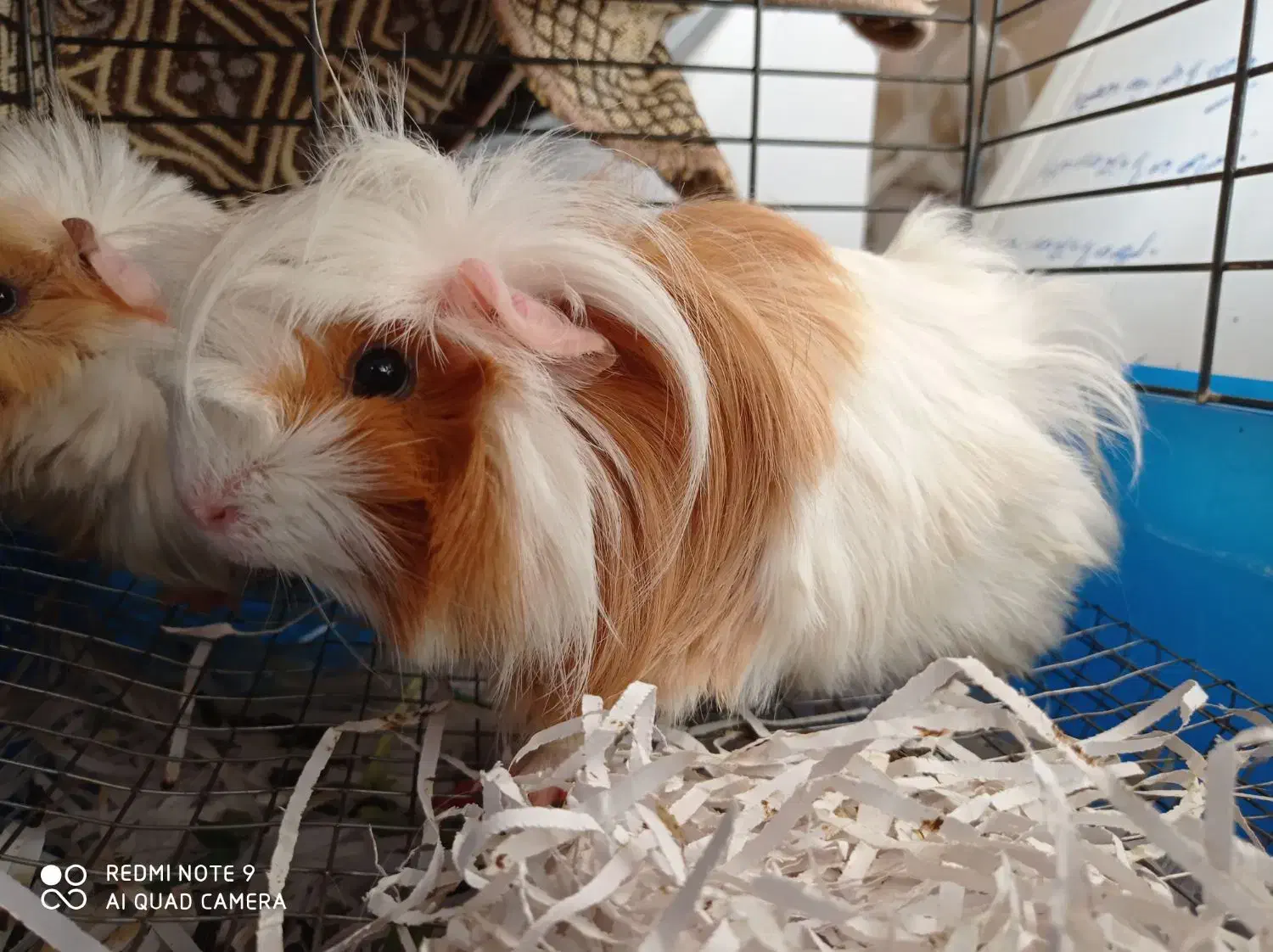 خوکچه هندی|موش و خرگوش|ارومیه, |دیوار